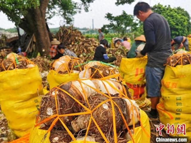 广东台山芋头上市 造成好食谁“芋”争锋-1.jpg