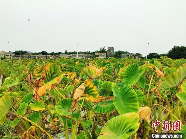 广东台山芋头上市 造成好食谁“芋”争锋-3.jpg