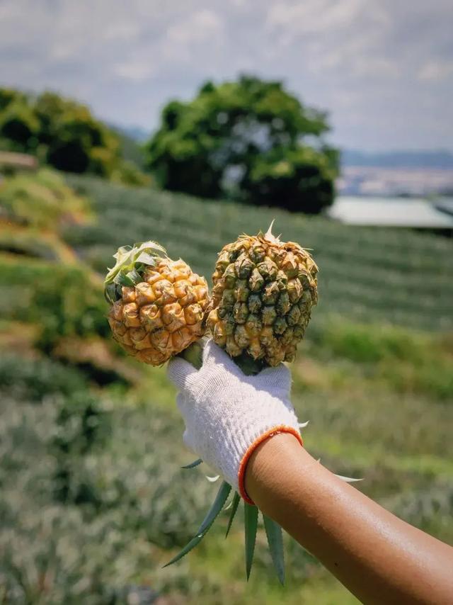 遨游中山：深圳“半小时糊口圈”的宝躲小乡-10.jpg