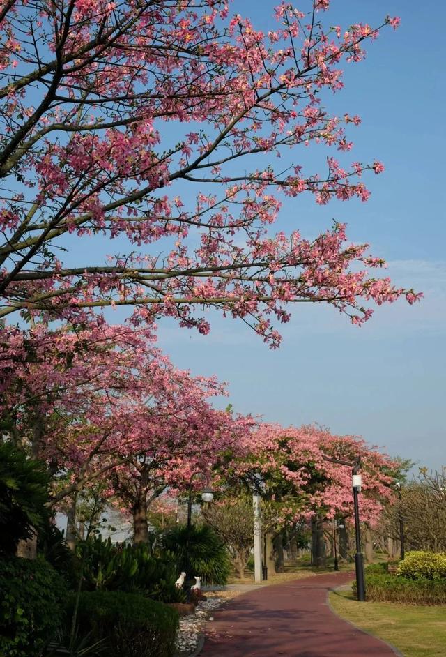 广东周边游新发明：珠海横琴，花海取海风的相逢-6.jpg