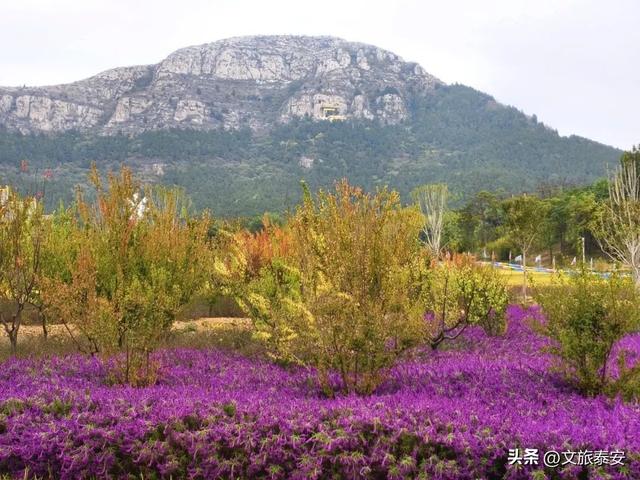 泰安没有行有泰山 | 登上利剑佛山，尽揽光景进怀！-10.jpg