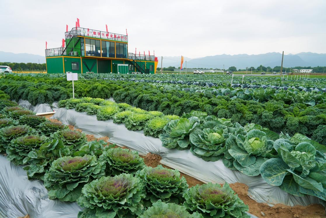 400多个优秀种类表态肇庆！那场一年一度的种业嘉会落幕-2.jpg