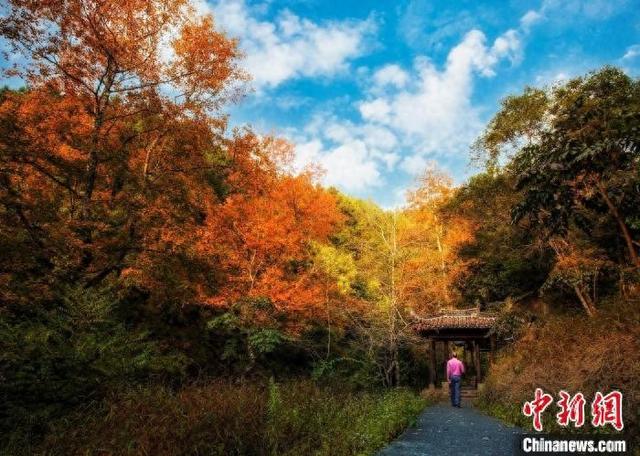 空中浏览“新枫景” 广东新歉开启枫叶季-1.jpg