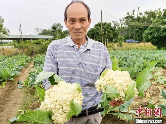 广东台山“菜花”上市  市平易近尝陈合理时-2.jpg