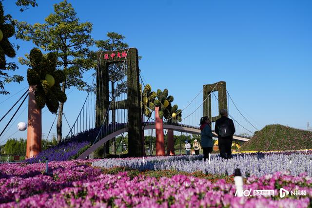 188米“菊花少龙”去啦！2024年中山小榄菊花会落幕-7.jpg