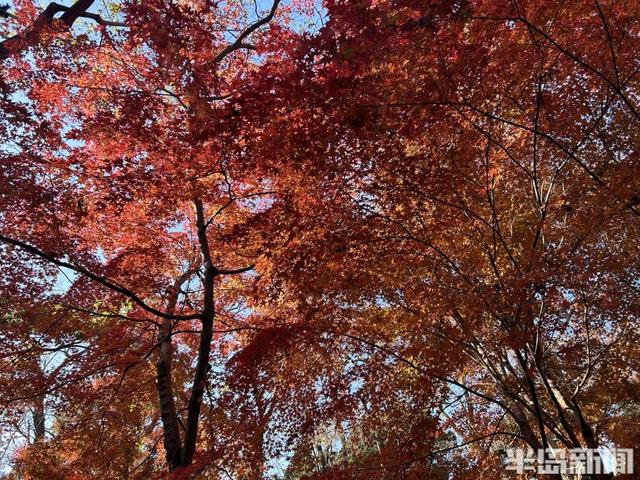 “叶”太好！中猴子园“枫”光有限染白初冬，澳门旅客曲呵责“好靓啊”-4.jpg