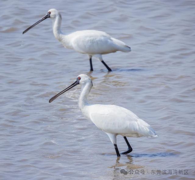 看海体验增长！重量级“冬季高朋”已到达东莞！-3.jpg