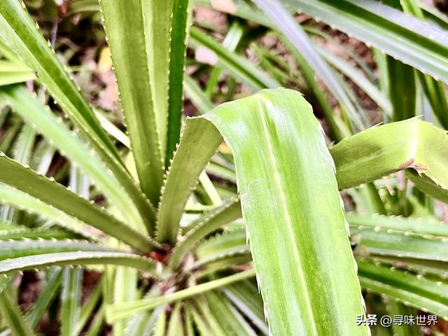 深圳到中山哪些好食最好吃？经评选，那10种隧道甘旨，榜上著名-13.jpg