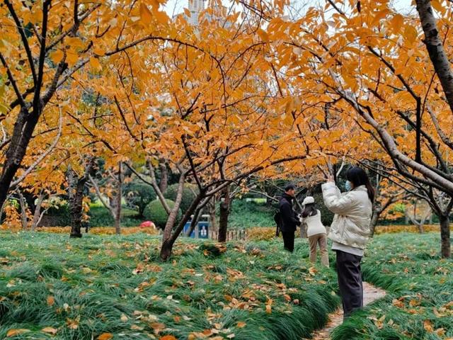 银杏好景醒人，上海中猴子园那三处天标开启“降叶没有扫”形式-2.jpg