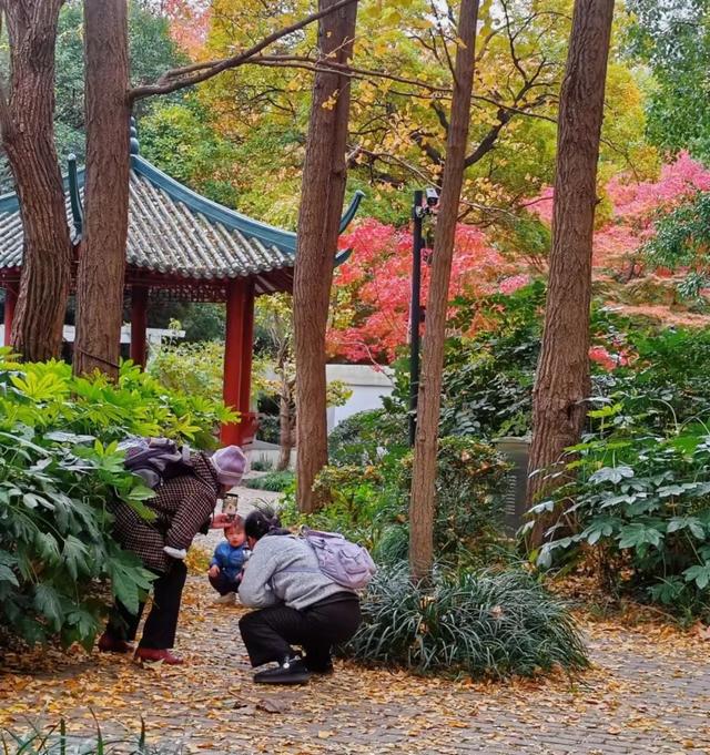 银杏好景醒人，上海中猴子园那三处天标开启“降叶没有扫”形式-9.jpg