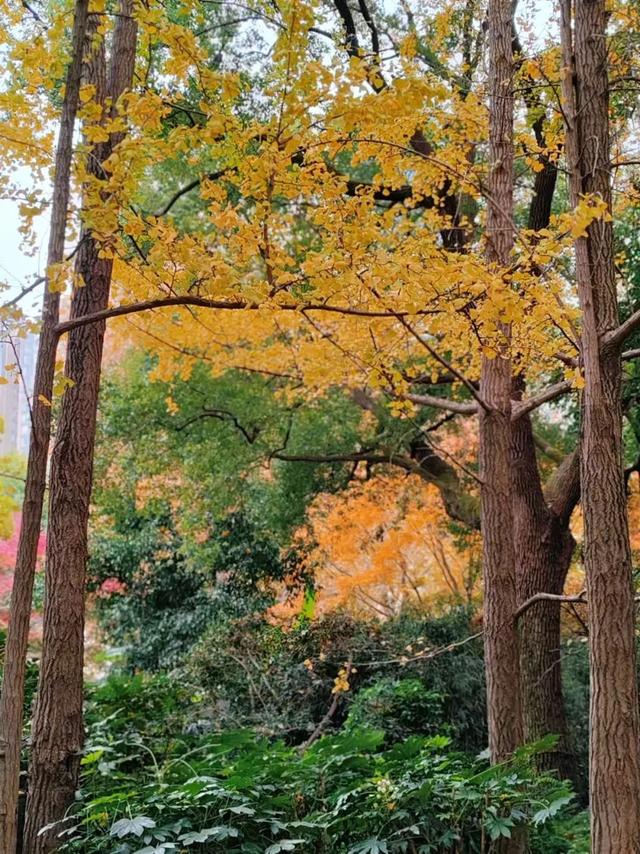 银杏好景醒人，上海中猴子园那三处天标开启“降叶没有扫”形式-10.jpg