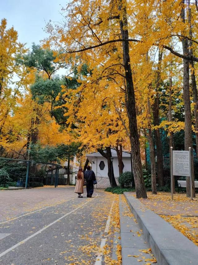 银杏好景醒人，上海中猴子园那三处天标开启“降叶没有扫”形式-15.jpg