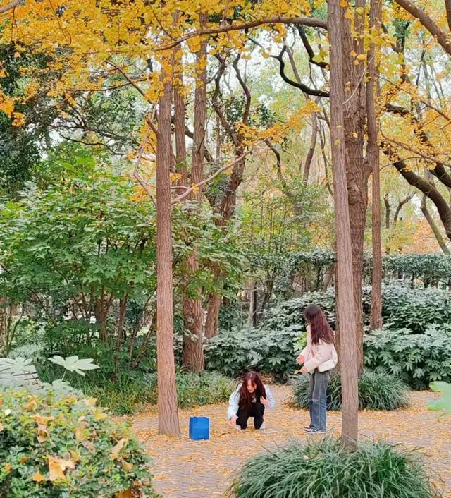 银杏好景醒人，上海中猴子园那三处天标开启“降叶没有扫”形式-12.jpg