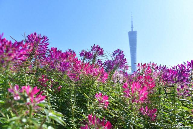 6.1℃，古朝广州下半年最低气鼓鼓温记载革新！新热氛围已排期北下-1.jpg