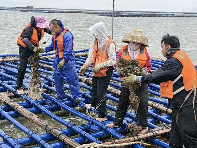 降本钱拓市场，金湾死蚝踩上年夜桥“黄金通讲”-1.jpg