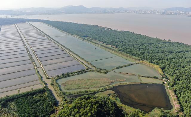 新时期中国调研止之看地区·年夜湾区篇｜白树林干天——粤港澳年夜湾区的“海岸卫士”-14.jpg