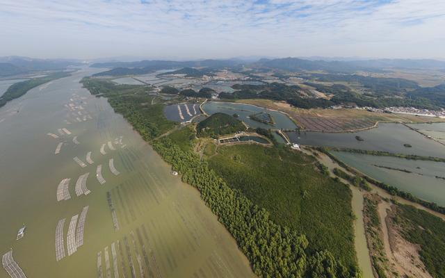 新时期中国调研止之看地区·年夜湾区篇｜白树林干天——粤港澳年夜湾区的“海岸卫士”-17.jpg