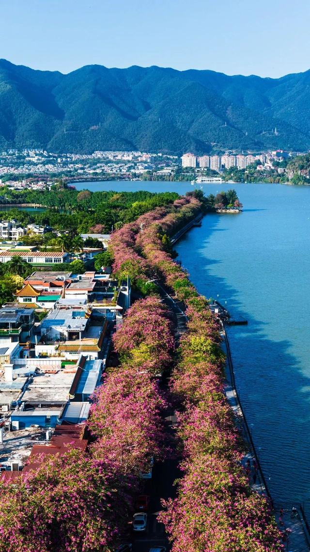 缤纷花海、降羽杉林、尽好银杏……肇庆冬季“限制”好景，赶快动身挨卡吧！-2.jpg