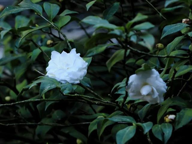 缤纷花海、降羽杉林、尽好银杏……肇庆冬季“限制”好景，赶快动身挨卡吧！-7.jpg