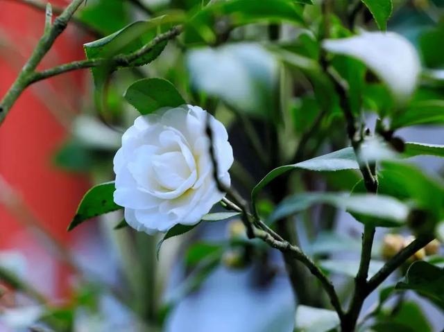 缤纷花海、降羽杉林、尽好银杏……肇庆冬季“限制”好景，赶快动身挨卡吧！-8.jpg