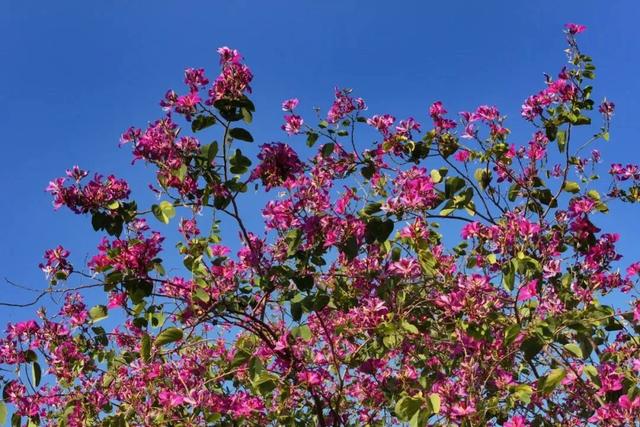 缤纷花海、降羽杉林、尽好银杏……肇庆冬季“限制”好景，赶快动身挨卡吧！-5.jpg