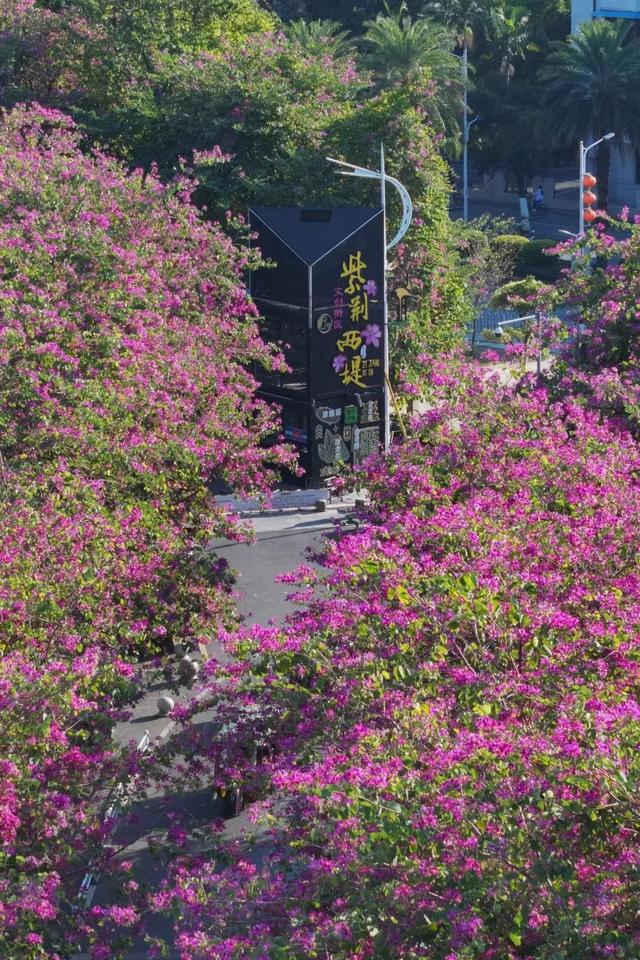 缤纷花海、降羽杉林、尽好银杏……肇庆冬季“限制”好景，赶快动身挨卡吧！-3.jpg