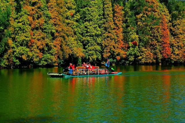 缤纷花海、降羽杉林、尽好银杏……肇庆冬季“限制”好景，赶快动身挨卡吧！-12.jpg