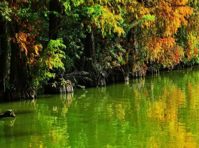 缤纷花海、降羽杉林、尽好银杏……肇庆冬季“限制”好景，赶快动身挨卡吧！-13.jpg