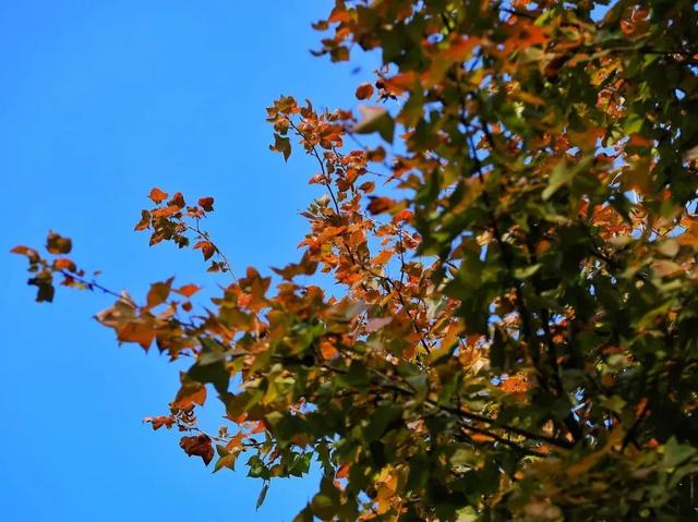 缤纷花海、降羽杉林、尽好银杏……肇庆冬季“限制”好景，赶快动身挨卡吧！-18.jpg