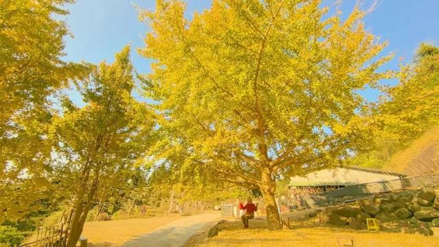 缤纷花海、降羽杉林、尽好银杏……肇庆冬季“限制”好景，赶快动身挨卡吧！-23.jpg